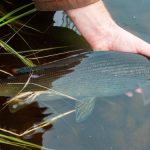 Order Northwest Territories Fishing License