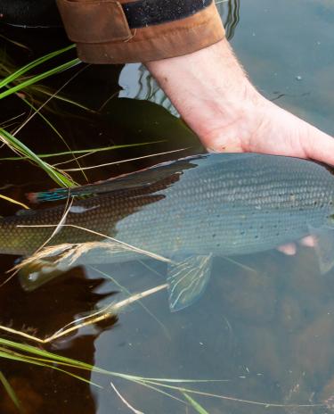 Order Northwest Territories Fishing License